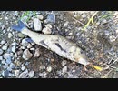 【釣り・рыбалка в японии(Озеро Бива)】琵琶湖でバス釣り＠釣れたのはやっぱりニゴイ！【VLOG・P20 Lite】