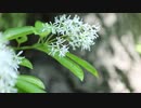 Close Up Video Of White Flower　小泉京治