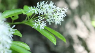 Close Up Video Of White Flower　小泉京治