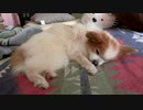 地べたにべったりしながらまったりするワンコ（パピヨン）7