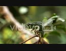 Chameleon Perched on Brancha　中野陽平