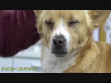 人気の 感動 犬 動画 33本 ニコニコ動画