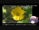 ゆっくり農民117カボチャを育ててみませんか？#2