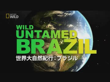 ブラジルのフレンズ「踊る熱帯雨林」