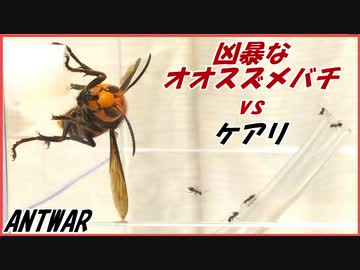 オオスズメバチvs5000匹のケアリ～ホバリングする最強昆虫～