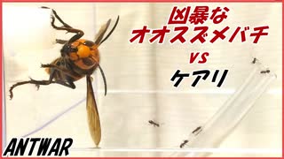 オオスズメバチvs5000匹のケアリ～ホバリングする最強昆虫～