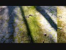 秋のフィールド　１０月