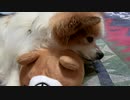 ぬいぐるみをあご枕にするワンコ（パピヨン）