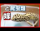 【鬼嫁!_】爬虫類嫌い!_の嫁に爬虫類の事を聞いてみたらすごかった!!【理解されない!!】