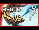 【人生を狂わせた】レオパの紹介 2年飼ってます【1番好きなモルフ】