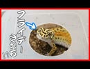 【悲報!_】ついにレオパ(ヒョウモントカゲモドキ)がフライデーされる!!