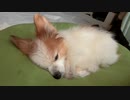 ワンコ（パピヨン）をだめにするクッション1