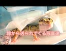 【うますぎる!！】嫁から送られてくる写真が可愛すぎた！！！