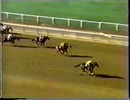 1977年 第84回メトロポリタンハンディキャップ（Marlboro Cup Invitational Handicap）フォアゴー(Forego)