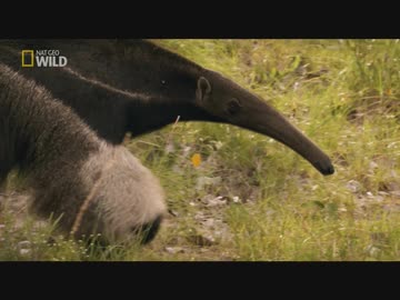 ブラジルのフレンズ「珍獣のご馳走」