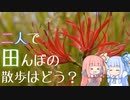 二人で田んぼの散歩はどう?