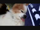 舌が出ちゃうワンコ（パピヨン）3