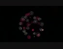 2019.10.19 （熊本） 八代の花火 水の星