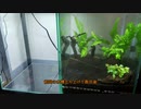 3-3-4水槽を立ち上げてみた
