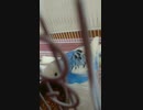 おしゃべりインコ