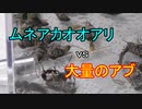 【ありの飼育記#75】大量のアブを蟻にあげたらヤバかった【ムネアカオオアリ】 Ant vs botfly