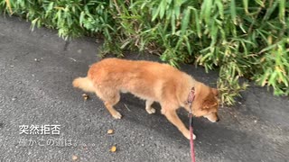 人間の病院の近くへ犬を再び散歩させてみた