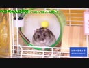ハムスター ペコちゃんビデオ(ノンストップホイール回し)