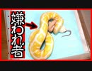 【ヘビは噛みつくの？】ヘビ(ボールパイソン・コーンスネーク)の魅力 エサ(マウス)について【狂暴なの？】