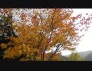621豊平峡ダム紅葉