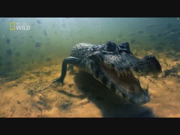 ブラジルのフレンズ「豊穣と飢餓の湿地」