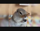 Cute Animals Eating ASMR