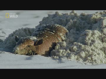 ブラジルのフレンズ「命あふれる海岸線」