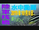 水中動画（2019年10月8日）in 陸軍桟橋