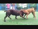 土佐犬ｖｓプレサカナリオ（閲覧注意）