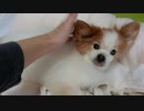 モフモフもこもこなワンコ（パピヨン）8