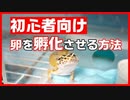 【レオパの卵】卵を孵化させる方法【初心者向け】
