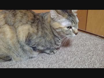 拾いねこ＠生後2665/2632日目　今日も特になんということもない日常！