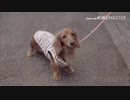 テンちゃん