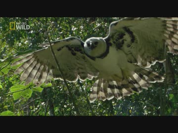 ブラジルのフレンズ「空飛ぶ王者」