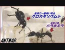 【テラフォ再現】世界一硬いクロカタゾウムシを最強の蟻パラポネラは狩れる？