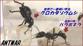 【テラフォ再現】世界一硬いクロカタゾウムシを最強の蟻パラポネラは狩れる？