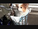 自転車のカゴに乗るワンコ（パピヨン）