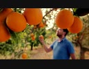 Gardener man sniffing orange in fruit grove. 　えひめ共同産業合同会社