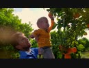 Young father holding son in arms and looking at branch orange tree. 　えひめ共同産業合同会社