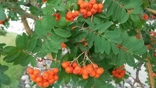 Pexels Videos 1398938　えひめ共同産業合同会社