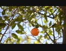 Fruit Hanging On A Branch　えひめ共同産業合同会社