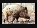 ロクリアン正岡作詞作曲/「猪のアイデンティティー」－猪賛歌第一曲
