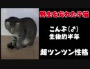 野生を忘れた子猫に悪戦苦闘【ツン猫】