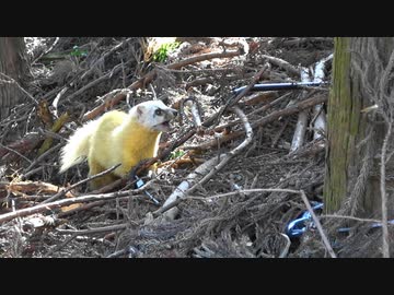平成最後の狩猟生活（その１００）