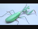 [閲覧注意!!］ 再編集 オーストラリア産カマキリ(成虫)にミルワームを与えてみた。(Hierodula majuscula)